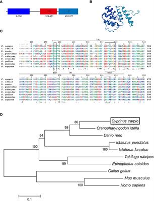 Cyprinus carpio TRIF Participates in the Innate Immune Response by Inducing NF-κB and IFN Activation and Promoting Apoptosis